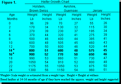 Dairy Heifer Weight Chart