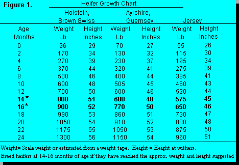 Dairy Heifer Growth Chart